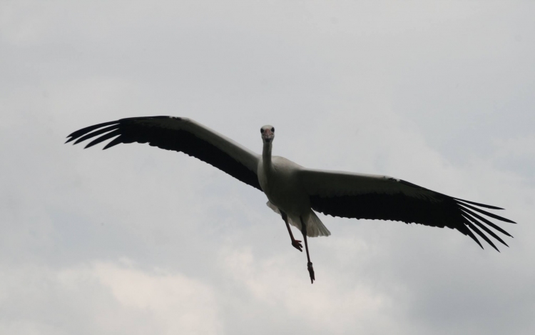 Törökországban mentik a dömösi gólyát - Már hazafelé tart Elek