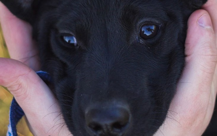 Félezer kutyának talált új otthont a Bogáncs tavaly - Segítsünk most mi is!