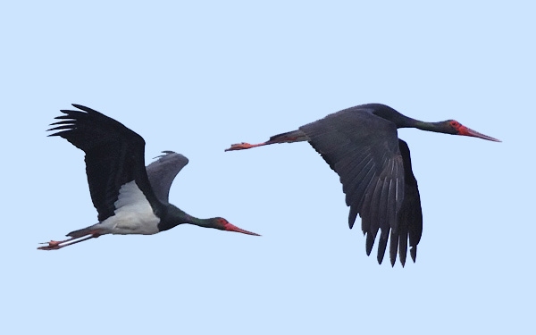 Kirepültek az Esztergom közelében született ritka fekete gólyák