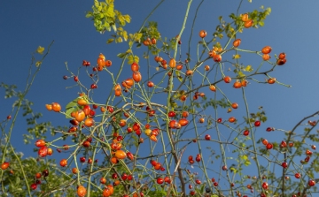 Az őszi erdő vitamindús gyümölcsei hívogatnak a Pilisbe