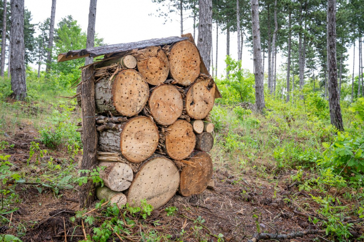 A méhek az erdő barátai  -  A Fiskars és a Pilisi Parkerdő úttörő kezdeményezése a fenntartható erdőkért