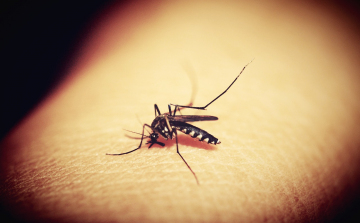 Megismétlik a földi és légi szúnyoggyérítést