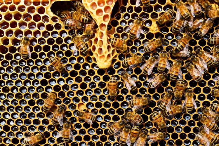 Európai szintű összefogást sürget a méhészek érdekében az agrárminiszter