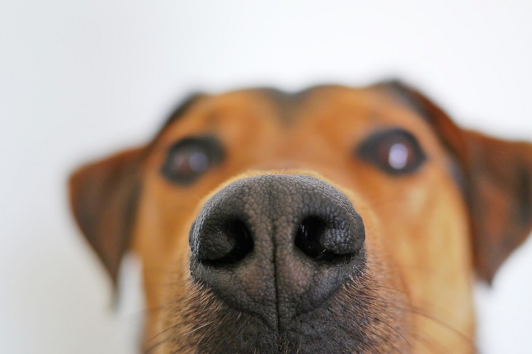 A kutyák jutalomérzékenységét kutatta az ELTE 
