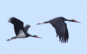 Kirepültek az Esztergom közelében született ritka fekete gólyák