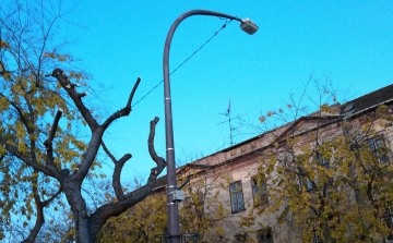 Súlyos baleset után megritkították a zebrát árnyékoló fát a Kossuth utcán