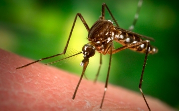 Brutális szúnyoginvázió – mit tegyünk?