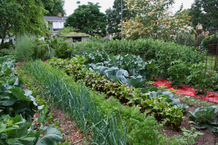 Legszebb konyhakertek versenye Esztergomban is