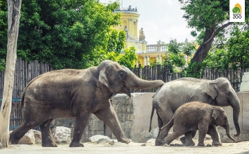 Az európai élmezőnybe tartozik a fővárosi állatkert