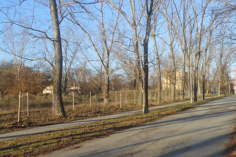 Kivágás után csemetéket ültettek