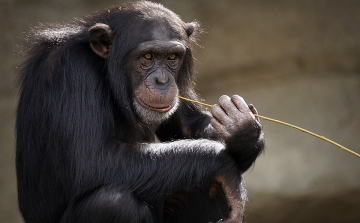 A majmok evolúciójának hiányzó láncszemét fedezték fel Kenyában