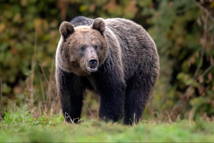 Medvetámadásban meghalt egy 34 éves erdélyi férfi