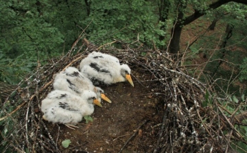 Különleges gólyafiókákat gyűrűztek Esztergomban és Pilismaróton