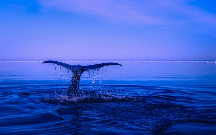 Műanyag zacskótól pusztult el egy bálna a Fülöp-szigeteknél