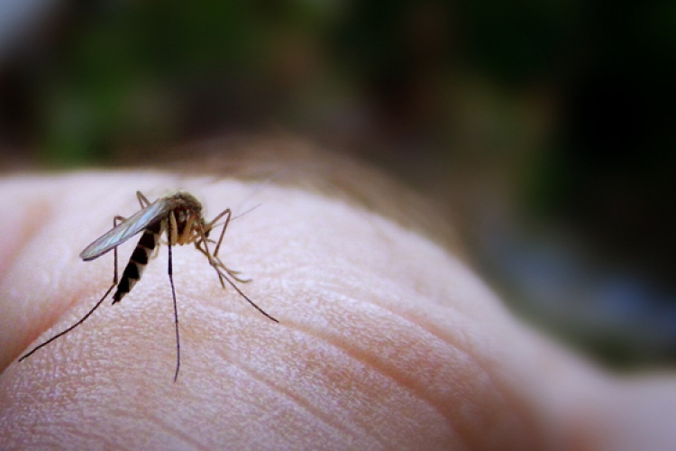 Újra retteghetnek a vérszívók – ismét szúnyogirtás