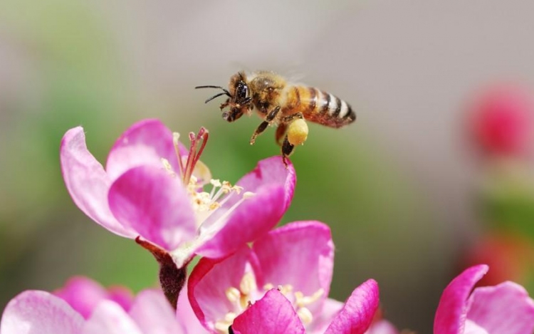 Méhbetegség miatt állategészségügyi zárlat Esztergomban