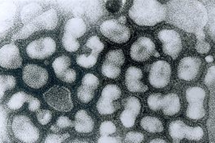 Madárinfluenza - Száz felett a H7N9 vírus fertőzöttjeinek száma Kínában