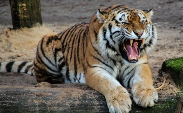 Koronavírussal fertőződött meg több tigris és oroszlán New York egyik állatkertjében