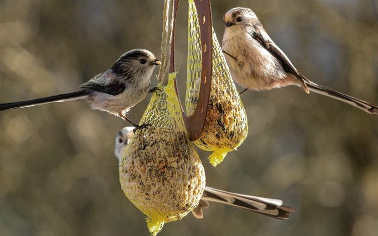 Madáretetés – Mivel, mikor és hogyan etessük a madarakat?
