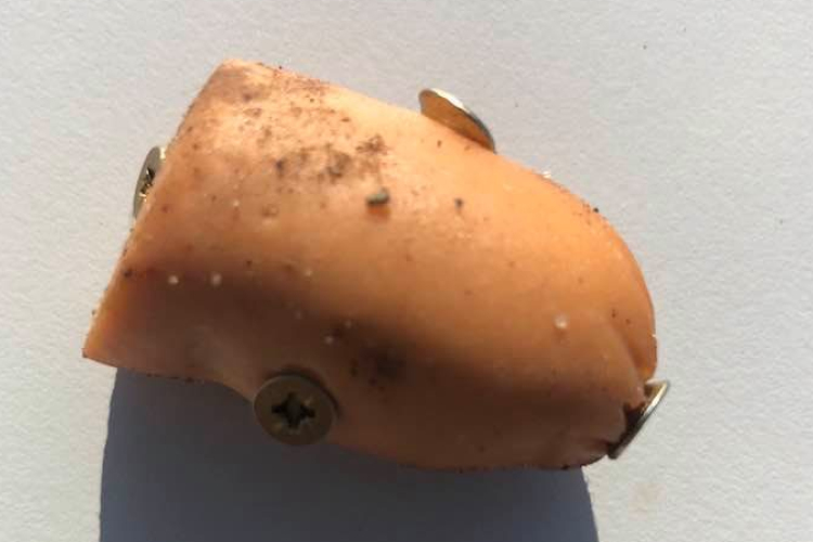 Kegyetlen állatkínzás Dorogon, nyilatkoztak a kutyatulajdonok - VIDEÓ