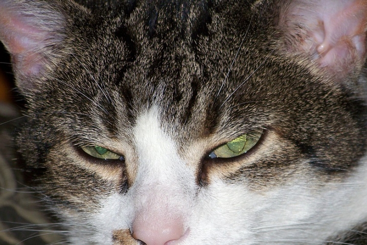 Kullancsfertőzött macska harapása okozta egy japán nő halálát