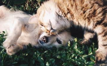 Kutya vs. macska – Melyik állat kinél népszerű?