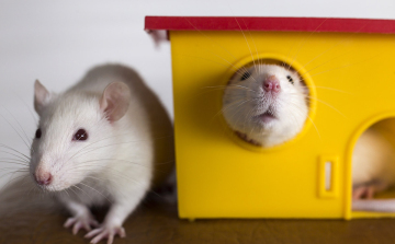 A hatékony patkányirtás: stratégiák és pénzügyi vonatkozások