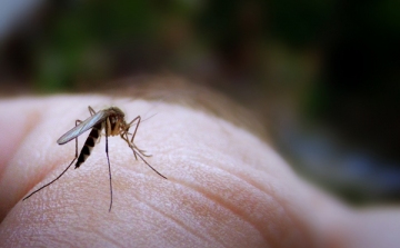 Folytatódik a szúnyoggyérítés Esztergom térségében