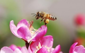 Méhbetegség miatt állategészségügyi zárlat Esztergomban