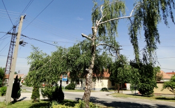 Kiverte a biztosítékot az áramszolgáltató facsonkítása Esztergomban - FOTÓK