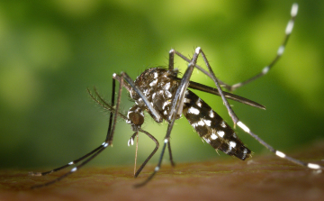 Újra gyérítik a szúnyogokat Esztergomban