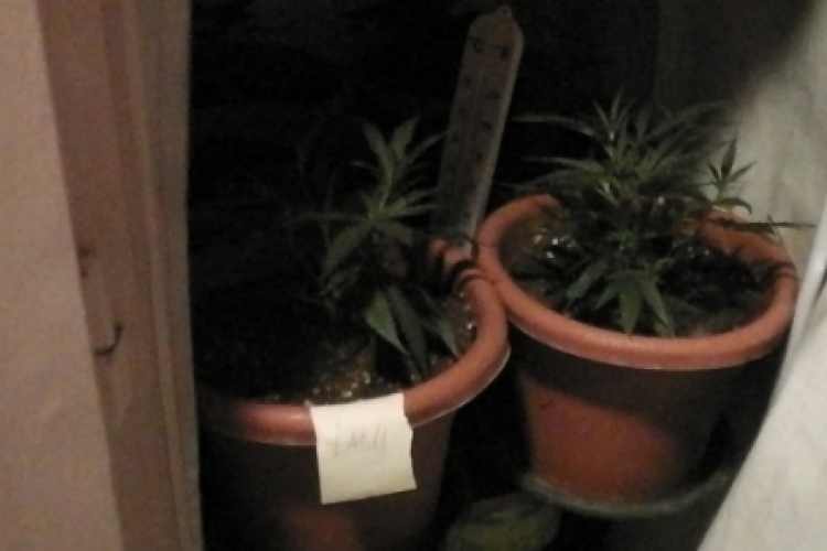 Vádemelés előtt a dorogi fűtermesztő – Még nevet is adott a növénynek