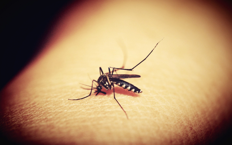 Megismétlik a földi és légi szúnyoggyérítést