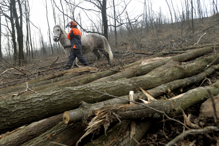 Több százmilliós kár az erdőkben – évtizedekig nem áll helyre