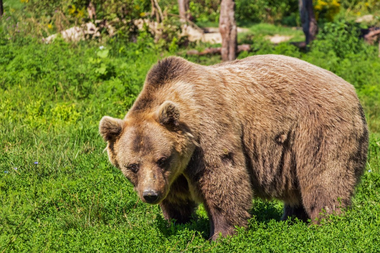 Egy nap alatt két embert is medve támadott meg Székelyföldön