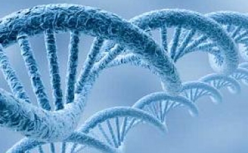 Négyszeres DNS-spirált fedeztek fel az emberi sejtben