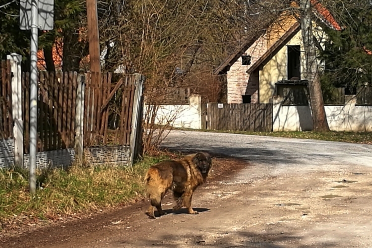 Óriás blöki kószál Búbánatban