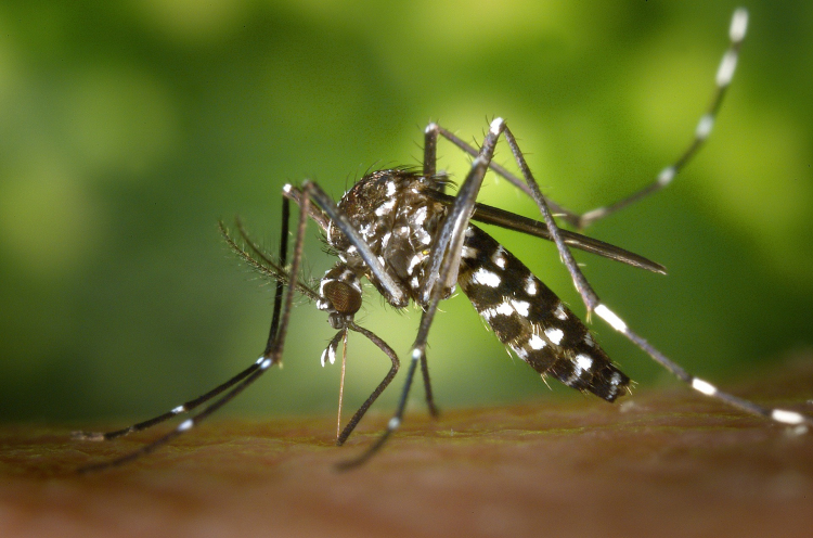 Újra gyérítik a szúnyogokat Esztergomban