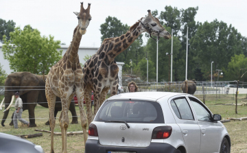 Nem maradhatnak Szadán az autós szafari park állatai