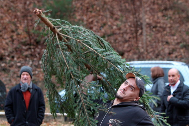 Karácsonyfavető vb Németországban