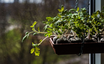 Kertészkedés a lakásban – Ezek a legfontosabb kora tavaszi teendők