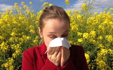 Kezdődik a pázsitfűfélék pollenszórása