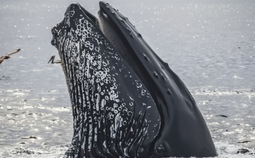 Emberekhez fordul, hogy megszabaduljon parazitáitól a szürke bálna