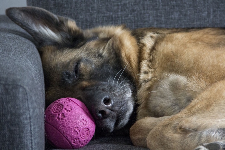 A felelős állattartásra fókuszál a DogMopolitan Kutyafesztivál