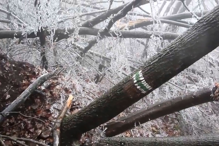 Elképesztő videó az ónos eső utáni Pilisről