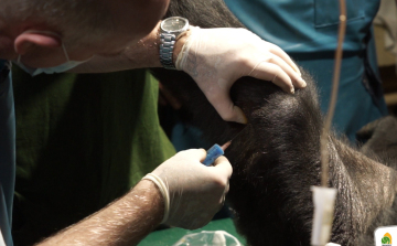Őssejtterápiával kezelték a budapesti állatkert idős gorilláját