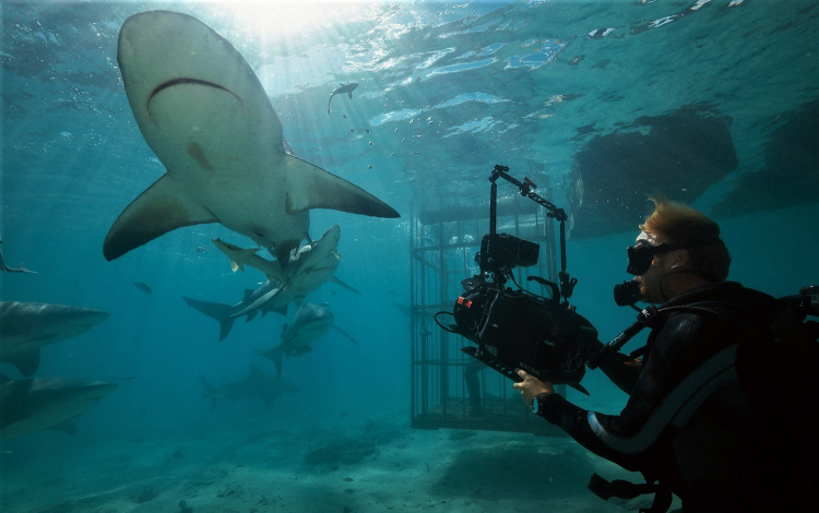  Cápafesztivál és Chris Hemsworth a National Geographic Wild műsorán