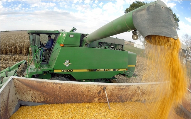 Fertőzés és csapadék hátráltatja a kukorica betakarítását megyénkben