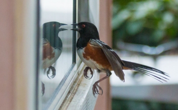 Ablakokra és autókra támadnak madarak – Tükörképük összezavarja őket