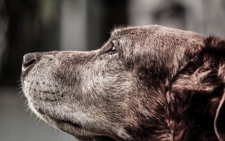 A kutyák közötti dominanciaviszonyt vizsgálták az ELTE etológusai